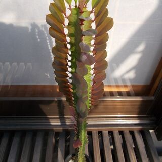 100円均一　多肉植物　ダイウンカク-A