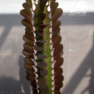 100円均一　多肉植物　ダイウンカク-Aの画像