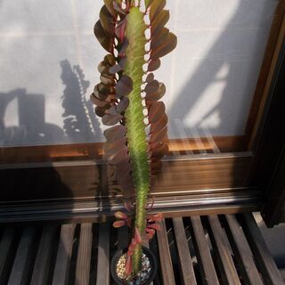 100円均一　多肉植物　ダイウンカク-B
