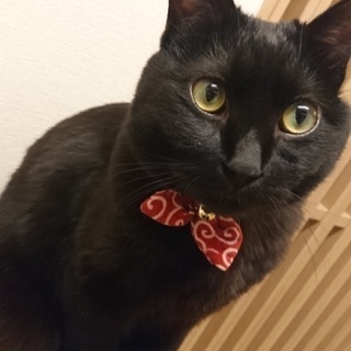 わんぱくで甘えん坊な黒猫の男の子です★