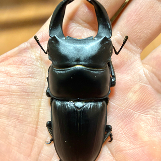 ホペイオオクワガタ　ペア　未使用　後食済