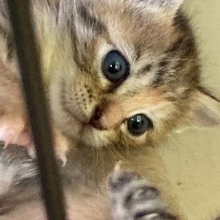 TNRで捕獲した猫が産んだ兄弟
