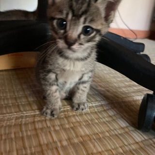 TNRで捕獲したお母さん猫が産んだ姉弟の男の子