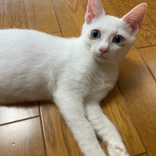 瀕死で保護された子猫