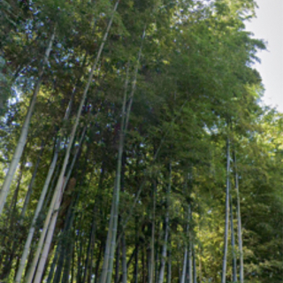 竹林管理困ってませんか