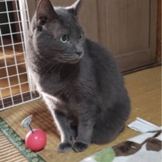 16才　おじいちゃんネコです。ご縁お願い致します。
