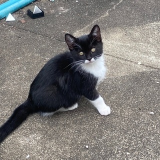 仔猫の里親さん募集中です