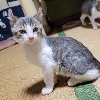【里親様決定★】生後2ヶ月のサバ白「愛々(めめ)くん」🍋