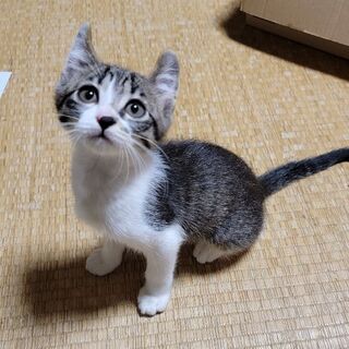 【里親様決定★】生後2ヶ月のキジ白「天(てん)ちゃん」🍊の画像