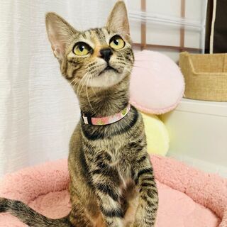 おしとやかな甘えん坊♪ 綺麗なサビキジ柄の桃ちゃん