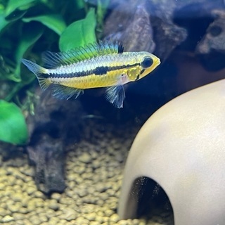 15日迄の限定 アピストグラマ ビタエニアータ ワイルド 1ペアの画像