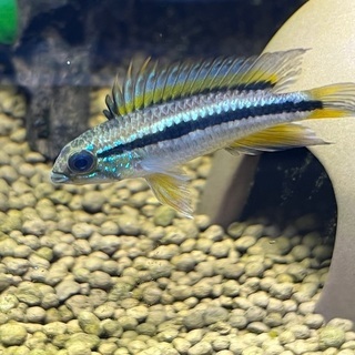 15日迄の限定 アピストグラマ ビタエニアータ ワイルド 1ペアの画像