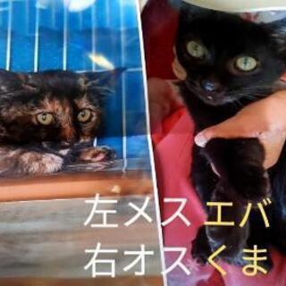 可愛い仔猫の里親様を募集します。【カカオ、相談中】【エバ、まめ、...