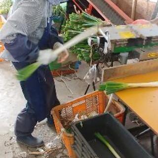 ネギの皮剥き、選別など。の画像