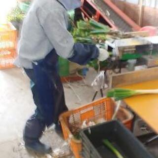 ネギの皮剥き、選別など。の画像