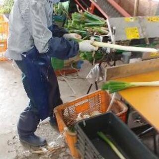 ネギの皮剥き、選別など。の画像