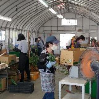 ネギの皮剥き、選別など。の画像