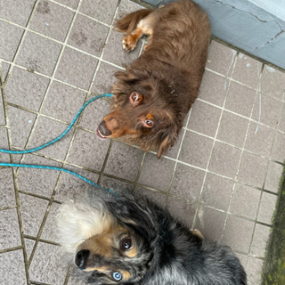 【ご応募ありがとうございました】ペットシッター又はペットシッター研修生