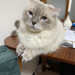 【ご応募ありがとうございました】ペットシッター又はペットシッター研修生の画像
