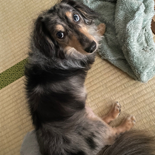 【ご応募ありがとうございました】ペットシッター又はペットシッター研修生の画像