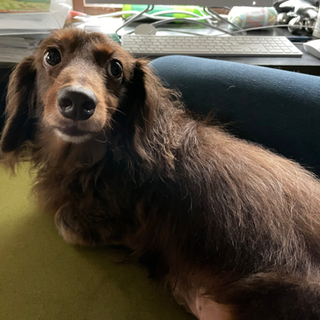 【ご応募ありがとうございました】ペットシッター又はペットシッター研修生の画像