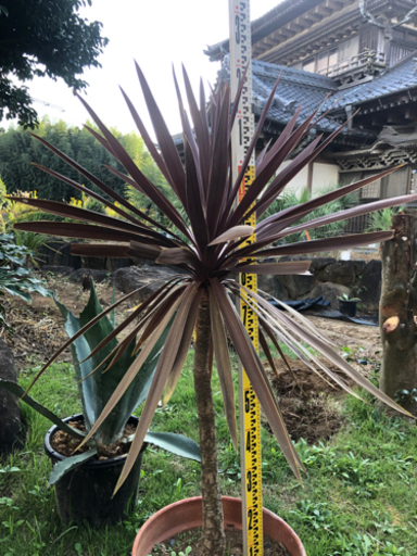 レッドスター　赤ドラセナ