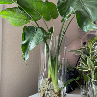 観葉植物