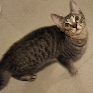猫ちゃん里親募集