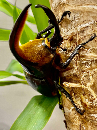 サタンオオカブト♂①【完売御礼】