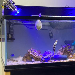 クモウツボ　成魚サイズの画像