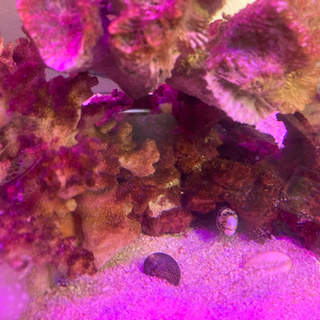 クモウツボ　成魚サイズの画像