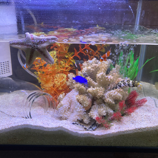 クモウツボ　成魚サイズの画像