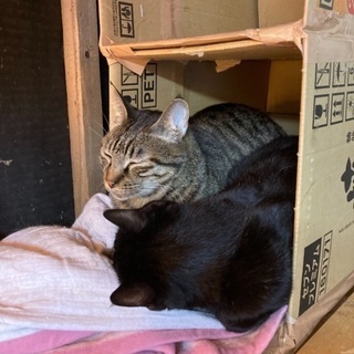 かわいいネコたちです。引き取りて決まって少し数が変わりました。あ...