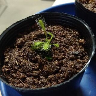 食虫植物ドロセラ カペンシス アルバ実生苗差し上げます