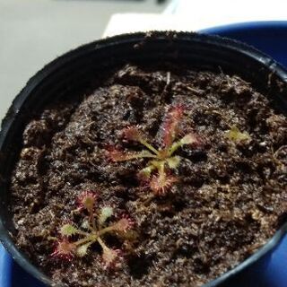 食虫植物ドロセラ（推定カピラリスロングリーフ）実生苗¥300