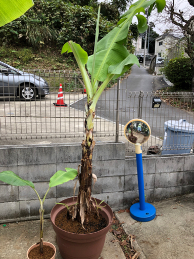 極甘　ブラジリアンバナナ　(希少)