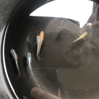 ミックスめだか10匹