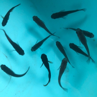 オロチめだかの画像