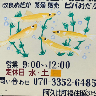 オロチめだかの画像