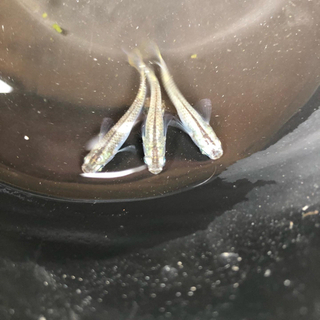 オロチめだかの画像