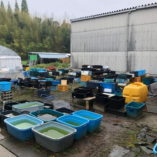 オロチめだかの画像