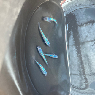 -遠州旅- 現物　四　美サファイアの画像