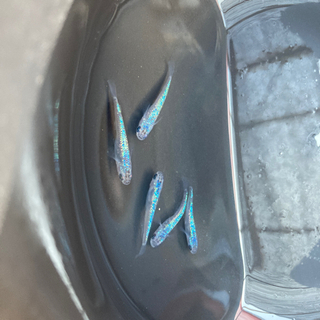 -遠州旅- 現物　四　美サファイアの画像