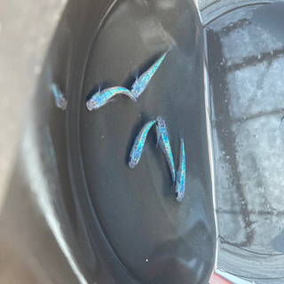 -遠州旅- 現物　四　美サファイアの画像