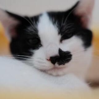チョビヒゲ模様のシロクロ子猫やっちゃん