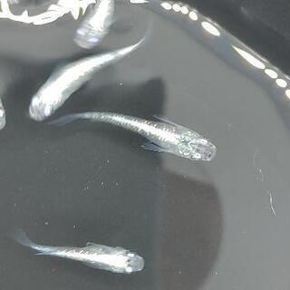 メダカ【ブルースターダスト】２ペア＋１の画像