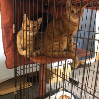 兄弟猫　2匹