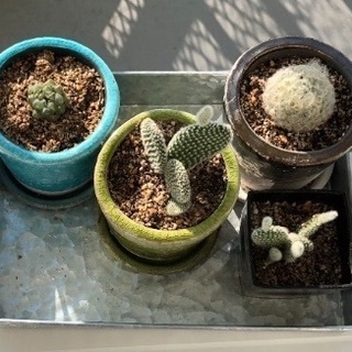 【お譲り先決まりました】サボテンと多肉植物たち【4点】
