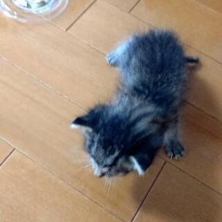 急募　子猫ちゃんの家族募集です