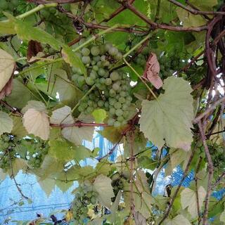 無農薬！！！🍇自家製ぶどう🍇の画像